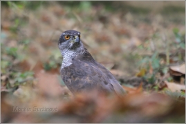<p>JESTŘÁB LESNÍ (Accipiter gentilis) /Northern goshawk - Habicht/</p>
